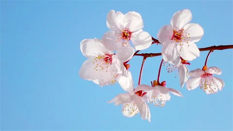 Japanese cherry blossoms with delicate light pink petals sway in the wind. Stock Footage 301677673