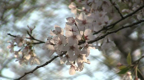 Japanese Cherry Blossoms Stock Footage 767595