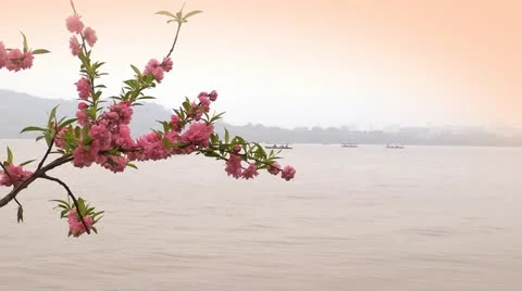 Japanese cherry blossoms Stock Footage