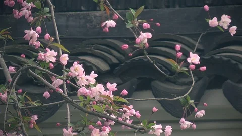 Japanese cherry blossoms Video stock 71631373