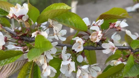Japanese cherry blossoms Stock Footage 240344129
