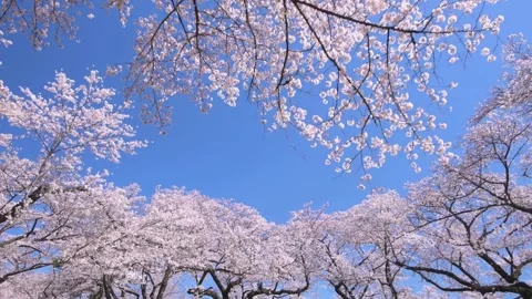 Japanese cherry blossoms ~Version 1~ Stock Footage 277350532