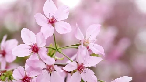 Japanese cherry blossoms ~Version 2~ Stock Footage 277350512