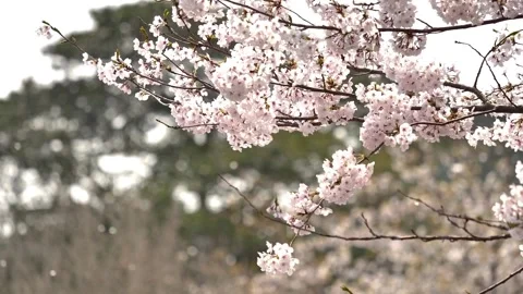 Japanese cherry blossoms ~Version 3~ Stock Footage 277350509