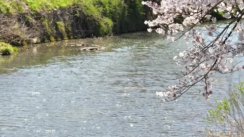 Japanese cherry blossoms ~Version 4~ Stock Footage 277350536