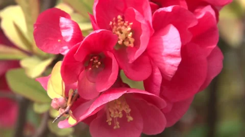 Japanese cherry flower Vidéo 37042871