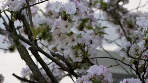 A japanese cherry moves in the wind. Stock Footage 153290324