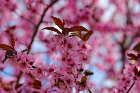 Japanese cherry Stock Photos