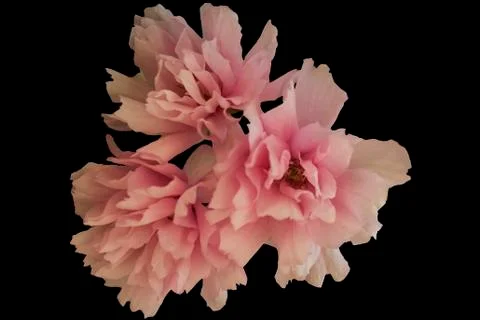 Japanese cherry Stock Photos