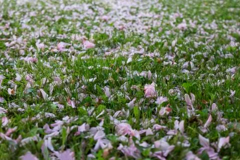 Japanese cherry Foto stock