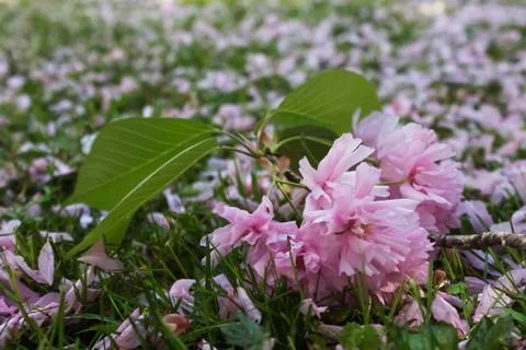 Japanese cherry Foto stock