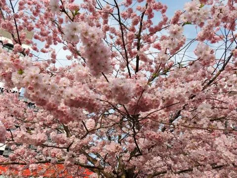 Japanese cherry, Prunus serrulata, during flowering Stock-Fotos