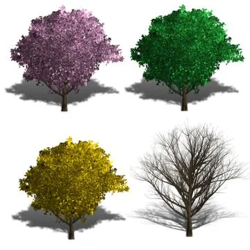 Japanese cherry rendering showing four season Stock Illustration