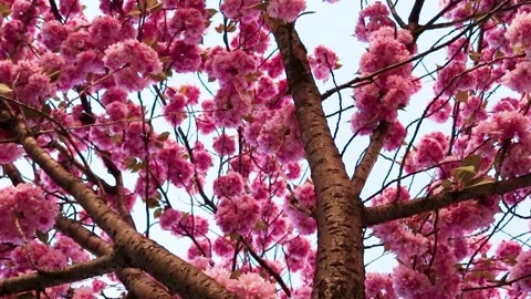Japanese cherry tree. Beautiful pink cherry tree in bloom Stock Footage 273178152