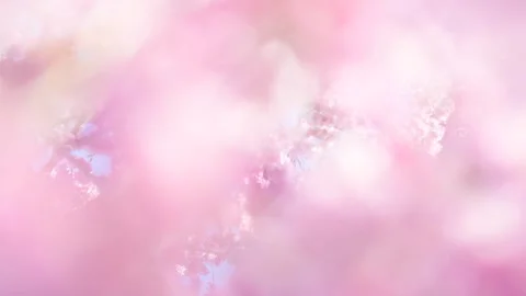Japanese cherry tree bloom, copy space spring background image Stock Footage 272832419