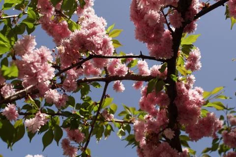 Japanese cherry tree in bloom Stock Photos