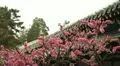 Japanese Cherry Tree Blossom, Tiantan Park, Temple of Heaven in Beijing, China HD Footage