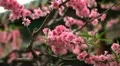 Japanese Cherry Tree Blossom, Tiantan Park, Temple of Heaven in Beijing, China HD Footage