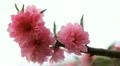Japanese Cherry Tree Blossom, Tiantan Park, Temple of Heaven in Beijing, China HD Footage