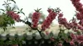 Japanese Cherry Tree Blossom, Tiantan Park, Temple of Heaven in Beijing, China HD Footage