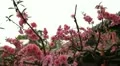 Japanese Cherry Tree Blossom, Tiantan Park, Temple of Heaven in Beijing, China HD Footage