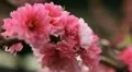 Japanese Cherry Tree Blossom, Tiantan Park, Temple of Heaven in Beijing, China HD Footage