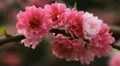 Japanese Cherry Tree Blossom, Tiantan Park, Temple of Heaven in Beijing, China HD Footage
