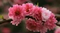 Japanese Cherry Tree Blossom, Tiantan Park, Temple of Heaven in Beijing, China HD Footage