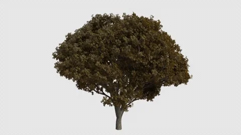 Japanese Cherry Tree blowing in the wind. Alpha Channel. Loop Animation Stock Footage 280331155