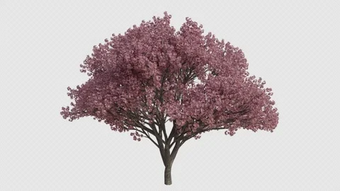 Japanese Cherry Tree blowing in the wind. Alpha Channel. Loop Animation Stock Footage 280331174
