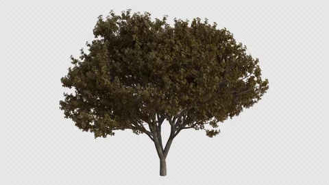 Japanese Cherry Tree blowing in the wind. Alpha Channel. Loop Animation Stock Footage 280331196