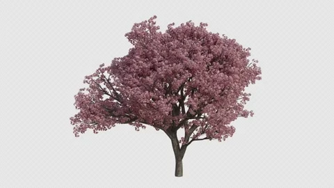 Japanese Cherry Tree blowing in the wind. Alpha Channel. Loop Animation Stock Footage 280331505