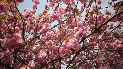 Japanese cherry tree in flower Stock Footage 136048114