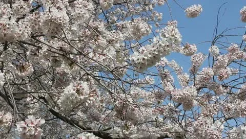 Japanese cherry tree Stock Footage 11019659