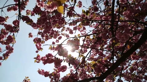 Japanese cherry tree Stock Footage 136048163