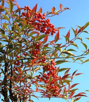 Japanese cherry tree Stock Photos