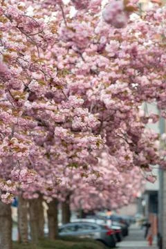 Japanese cherry tree Stock Photos