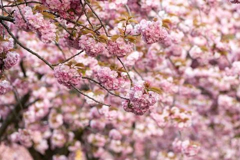 Japanese cherry tree Stock Photos