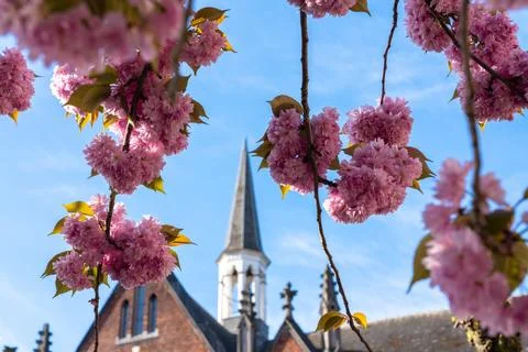 Japanese cherry tree Stock Photos
