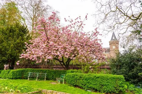 Japanese cherry tree Stock Photos