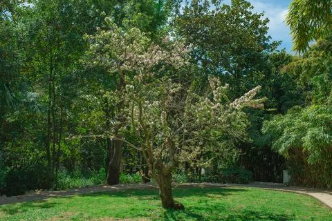 Japanese cherry tree in spring, fresh pink flowers on fruit tree Stock Photos