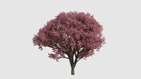 Japanese Cherry Tree Swaying in Wind Loop Animation with Alpha Channel Stock Footage 346279121