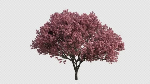 Japanese Cherry Tree Swaying in Wind Loop Animation with Alpha Channel Stock Footage 346279207