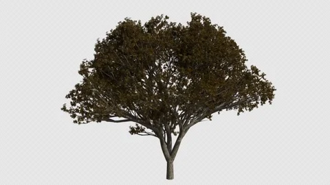 Japanese Cherry Tree Swaying in Wind Loop Animation with Alpha Channel. Stock Footage 346279394