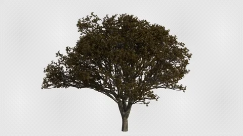 Japanese Cherry Tree Swaying in Wind Loop Animation with Alpha Channel. Stock Footage 346279429