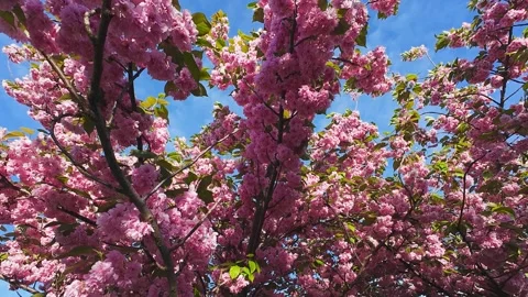 Japanese cherry trees in full bloom during sunny day.  Stock Footage 337939812