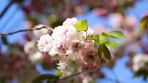 Japanese cherry used for its spring blossom displays and festivals Stock Footage 71540017