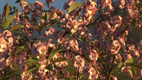 Japanese cherry in the wind. Loop. 3D animation. Sunset. Stock Footage 93486985