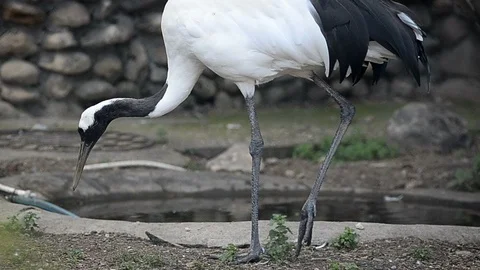 Japanese crane Stock Footage 90196572
