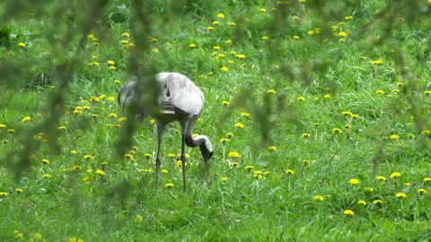 Japanese crane Video stock 107613835